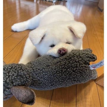 寝ているとき以外はずっとカミカミ！　“ぬいぐるみ愛”がすごい秋田犬の子犬の「1年半後の成長姿」にほっこり