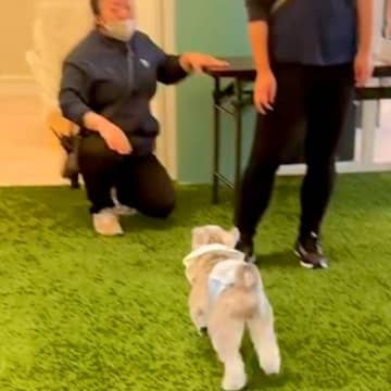 『お世話になった幼稚園の先生』が１年ぶりに犬と再会→気がついた瞬間に…『喜びが爆発する光景』に反響「とっても嬉しそう」「可愛がってもらったんだ」