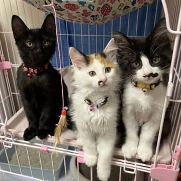 3匹の子猫を母猫とともにお迎え→“予想外の出来事”で母猫と別れることになるも、元気に暮らす様子に心打たれる