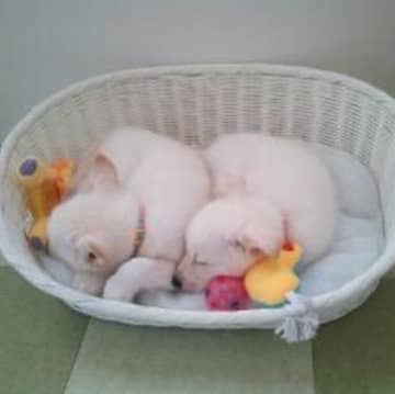 「やんちゃで大変な時期もあった」保護子犬を同時に迎え入れて10年後→仲よく過ごす2頭にほっこり「なくてはならない存在」に