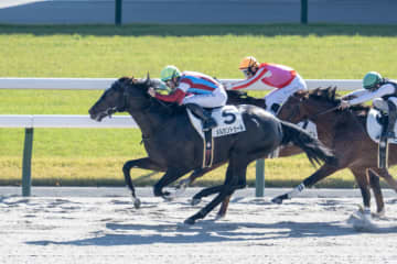 【新馬/京都4R】コパノキッキング半弟、メルカントゥールがデビューV