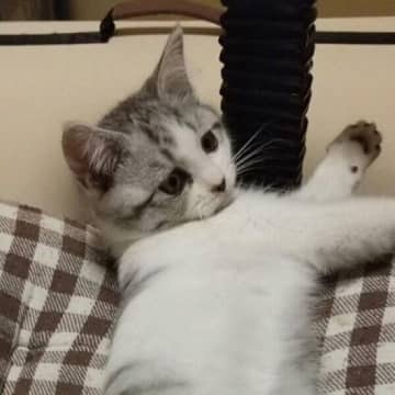 “無防備な姿”が可愛すぎた元保護猫　4年の月日を共にし、家族の“潤滑油”に！