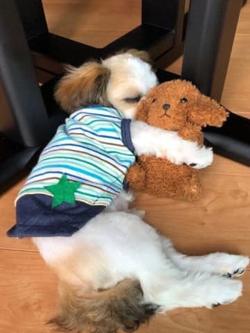 ぬいぐるみを抱いて眠るシー・ズー子犬が「かわいい」と話題！　飼い主さんに愛され穏やかに暮らす現在の様子にもほっこり