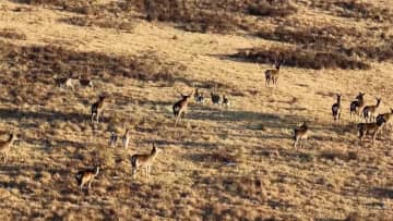 祁連山麓の山丹馬場に多くの野生動物が集結　中国甘粛省
