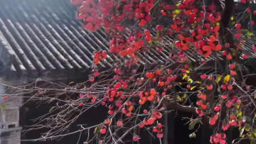 色づきを増した柿たわわ　中国安徽省