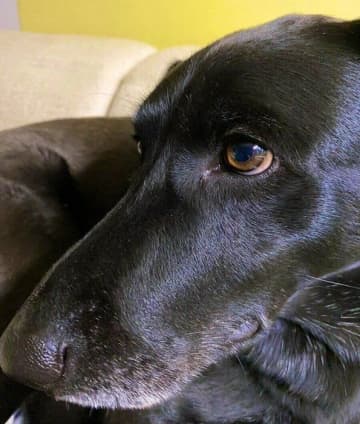 「亡き愛犬の小さい頃にそっくりだった」元保護犬と出会い、家族に！4才になった今、家族にさらに笑顔を増やす存在に