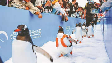 ハルビンで過去最大規模のペンギンのパレード実施へ、街で遭遇するチャンスも―中国