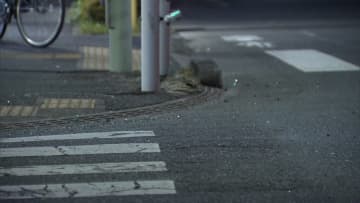 車でひき逃げか…76歳女を逮捕　バイク運転のペルー人男性が死亡　東京・羽村市