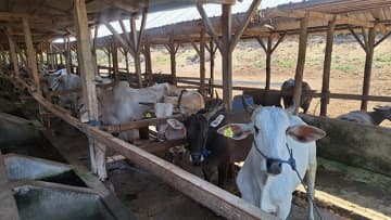 【インドネシア】牛肉の生産拡大へ投資誘致［食品］　2.7億人の胃袋を満たせ（１）