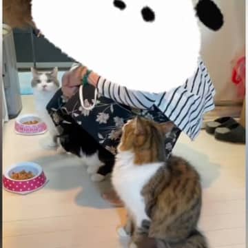 整列する3匹の猫→おばあちゃんが"名前を呼ぶ"と…まさかの順番に返事する光景が640万再生「ジブリに出てきそう」「凄すぎる」と絶賛