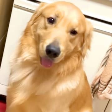 お父さんが『お手』と言うと神対応をする大型犬→お母さんが試した結果…差がありすぎる『態度の違い』が431万再生「感情出し過ぎで草」