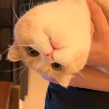 信頼する飼い主さんに抱っこされる猫…完全に脱力しちゃう様子に爆笑の声「デロ～～ンってなりすぎｗ」「抱きにくそうなの面白いｗ」