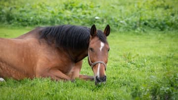 【馬にも必要！】馬の健康手帳