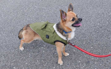 愛犬用ヒーターベスト「ワンだふるウォーム」がサンコーから