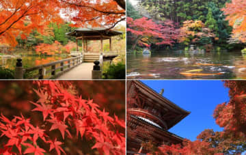 千葉・成田山公園紅葉まつり　弦楽器演奏会も！浮世絵のような光景が広がる