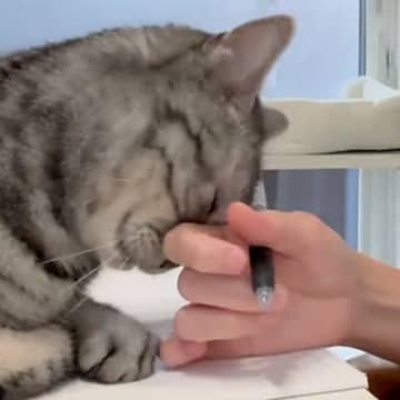 作業をしていると、構ってほしそうな愛猫がやって来て…『可愛すぎる攻撃』に反響「最後の表情がかわいいｗ」「手が止まってるｗ」と12万表示