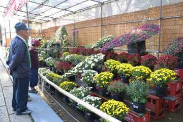 色とりどり、508輪咲き誇る　大宝八幡宮で菊まつり　茨城・下妻