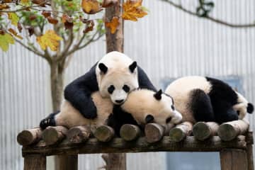 パンダ一家、台の上でリラックス　中国四川省
