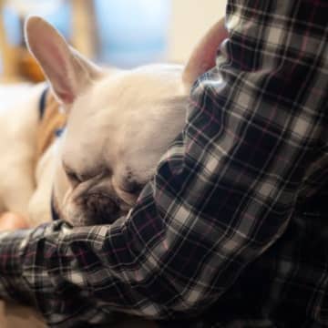 犬が飼い主に『抱っこ』をおねだりする理由5つ　愛おしすぎる心理から応え方の注意点まで