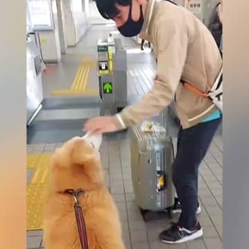 大型犬が『大好きなお兄ちゃん』を駅までお見送り→改札を通った瞬間に…あまりにも切ない『後ろ姿』が41万再生「泣いた」「なんて健気な…」