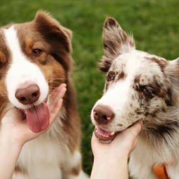 犬の『性別』を見分ける方法４選　見た目や性格の違い、お世話で異なる点まで解説