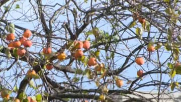 「カキの木にクマが…」緊急銃猟でクマ1頭を駆除　体長70センチのオス　住宅敷地内で16日も目撃　山形・鶴岡市