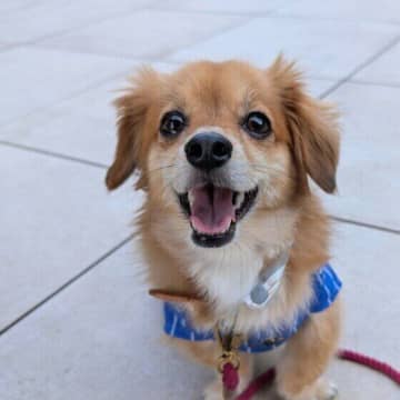 犬が心を許した人だけに見せるしぐさとは？信頼している人に見せる行動と心理を解説