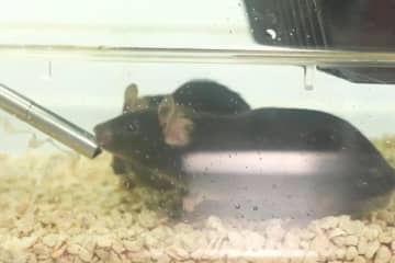 「宇宙マウス」4匹が中国宇宙船に搭乗し無事に地球へ帰還