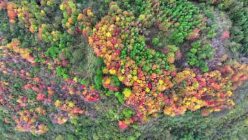 紅葉に染まる鎮遠古城、悠久の時を刻む　中国貴州省