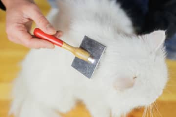 「猫の皮を剥ぐ」? 猫にまつわる英語イディオム (28)