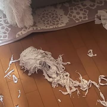 床に細かく刻まれた『トイレットペーパー』が…犯ニャンの様子を見に行くと→怒るに怒れない光景が22万表示「満足そうｗ」「芸術の秋だね」