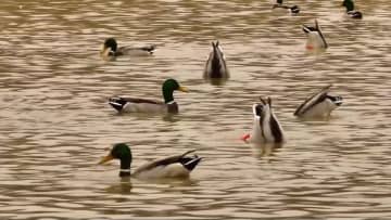 カラトカイ湖に越冬のマガモが飛来　中国・新疆テケス県