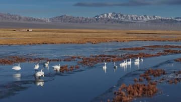 小蘇乾湖湿地にオオハクチョウの姿　中国甘粛省