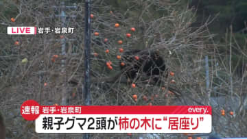“親子クマ”2頭、住宅近くの柿の木に…現在も居座り続ける　近くに小学校も　岩手