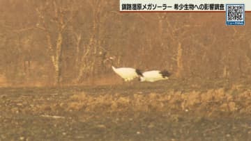 釧路メガソーラー 文化庁がタンチョウ影響調査