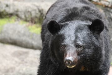 「イオン」にクマ侵入…吹き矢で麻酔の県職員にネット騒然「何者？」　実はえりすぐりの精鋭
