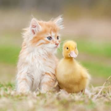 猫が『他の動物』と仲良くなれる理由3つ　同時に飼うときの注意点まで