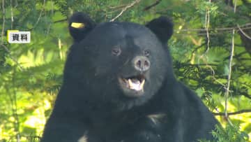 クマによる人身被害が過去最多に　10月はけが人含め88人で2024年の10倍以上　今年度死亡者13人も過去最多