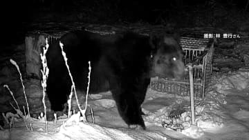 「こんなデカいのは見たことない」400キロ級巨大グマが箱わなひっくり返す　高い学習能力「スマートベア」か　ハンターも警戒
