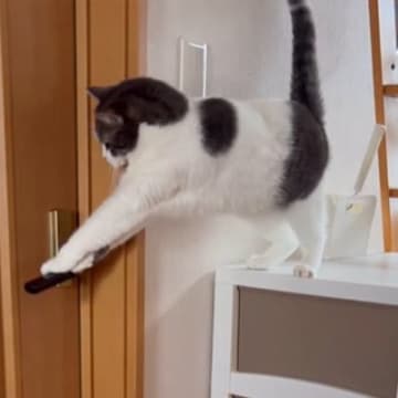 お姉ちゃんの部屋に入りたい猫→ドアレバーに前足をかけると…思わず応援したくなる光景が59万再生「頑張るのニャ」「頭が良いね」と話題