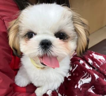 あどけない表情の生後3カ月シーズー子犬→約1年後、どっしりと構える貫禄のあるコに成長！