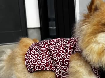 「か、かわいすぎる…」　愛犬が100均の冬服を着たら『ご隠居様』に大変身