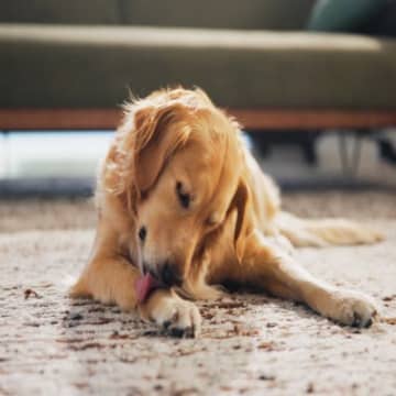 犬が病気になってしまう『5つの生活環境』今すぐ改善すべき状態や見逃したくない初期症状まで