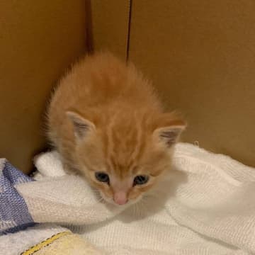 「壁の中から声が聞こえる……」　救い出された子猫が今では家族の中心に　保護から約4年後の姿にほっこり