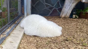 まっしろで、ふわふわな...タヌキ！？〝リアル色違い個体〟に1.6万人驚がく「お餅？」「まるでタオル」