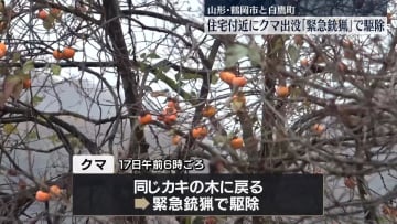 2つの町で住宅付近にクマ…緊急銃猟で駆除　山形