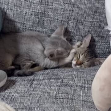 保護猫をお迎えしてわずか1時間後…ソファの上を見てみると→まさかの光景が91万再生「幸せな気分になった」「可愛すぎて癒される」