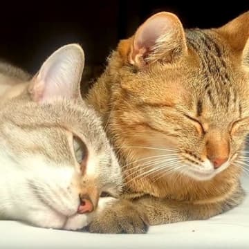 出会って３ヶ月のネコ→並んで寝ていると、１匹が甘えだして…思った以上に『愛おしい光景』が１万いいね「ラブラブやん」「ぐいぐい来るね」