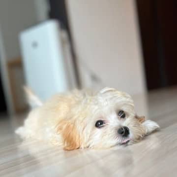 毛色から“クリームコロッケ”を連想！？愛らしい表情の子犬が人なつっこい性格に成長！1才現在のビフォーアフターにほっこり