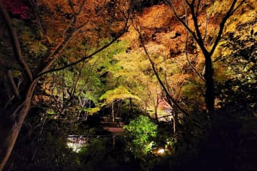 植物園・大阪府立花の文化園「竹あかりと紅葉のライトアップ」”約200灯の竹灯篭”&和傘で彩る秋夜